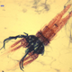 Illustration for article titled You Swallow These Invisible Shrimp With Every Gulp of NYC Tap Water